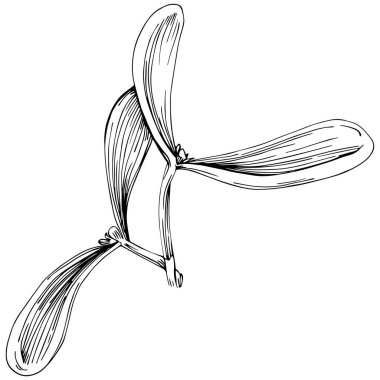 Ökse otu çizimi. Keçiboynuzu ağacı doğası oymalı bir tasvir. Detaylı bitki ürünü. Tasarım logosu, menü, etiket, simge, pul için en iyisi.