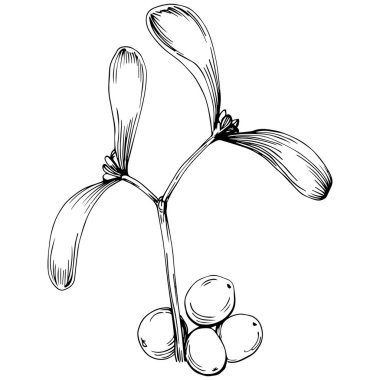 Ökse otu çizimi. Keçiboynuzu ağacı doğası oymalı bir tasvir. Detaylı bitki ürünü. Tasarım logosu, menü, etiket, simge, pul için en iyisi.