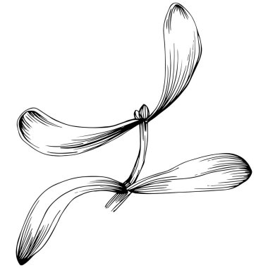 Ökse otu çizimi. Keçiboynuzu ağacı doğası oymalı bir tasvir. Detaylı bitki ürünü. Tasarım logosu, menü, etiket, simge, pul için en iyisi.