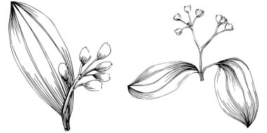 Cinnamon vector isolated plant 