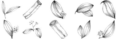 Cinnamon vector isolated plant 