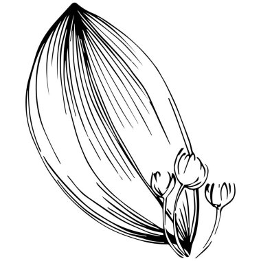 Cinnamon vector isolated plant 