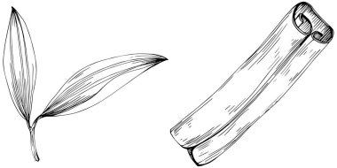 Cinnamon vector isolated plant 