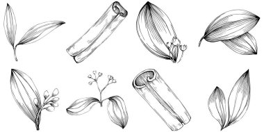 Cinnamon vector isolated plant 