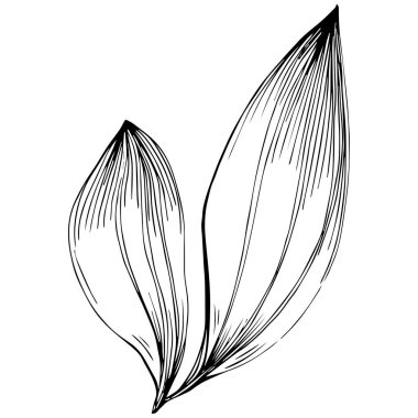 Cinnamon vector isolated plant 