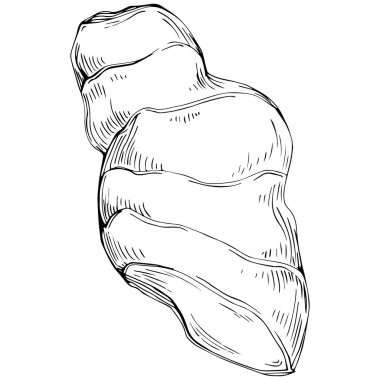 Ginger vector isolated. Herbal engraved style illustration. Detailed organic product sketch. Best for design logo, menu, label, icon, stamp.