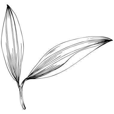 Cinnamon vector isolated plant 