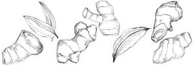 Ginger vector isolated. Herbal engraved style illustration. Detailed organic product sketch. Best for design logo, menu, label, icon, stamp.