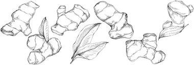 Ginger vector isolated. Herbal engraved style illustration. Detailed organic product sketch. Best for design logo, menu, label, icon, stamp.