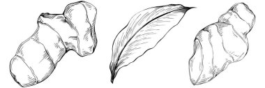 Ginger vector isolated. Herbal engraved style illustration. Detailed organic product sketch. Best for design logo, menu, label, icon, stamp.