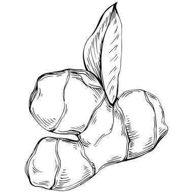 Ginger vector isolated. Herbal engraved style illustration. Detailed organic product sketch. Best for design logo, menu, label, icon, stamp.