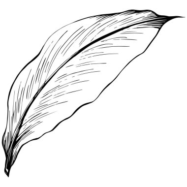 Ginger leaves vector isolated. Herbal engraved style illustration. Detailed organic product sketch. Best for design logo, menu, label, icon, stamp.