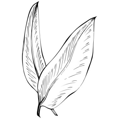 Ginger leaves vector isolated. Herbal engraved style illustration. Detailed organic product sketch. Best for design logo, menu, label, icon, stamp.