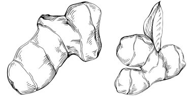 Ginger vector isolated. Herbal engraved style illustration. Detailed organic product sketch. Best for design logo, menu, label, icon, stamp.