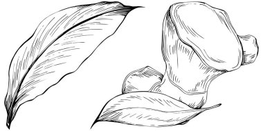 Ginger vector isolated. Herbal engraved style illustration. Detailed organic product sketch. Best for design logo, menu, label, icon, stamp.