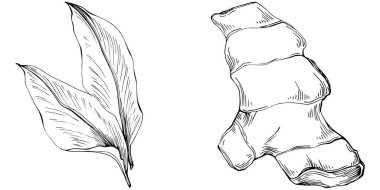 Ginger vector isolated. Herbal engraved style illustration. Detailed organic product sketch. Best for design logo, menu, label, icon, stamp.