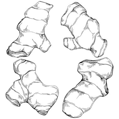 Ginger vector isolated. Herbal engraved style illustration. Detailed organic product sketch. Best for design logo, menu, label, icon, stamp.