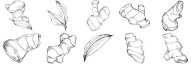 Ginger vector isolated. Herbal engraved style illustration. Detailed organic product sketch. Best for design logo, menu, label, icon, stamp.