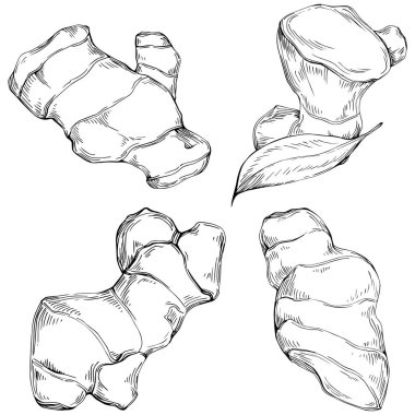 Ginger vector isolated. Herbal engraved style illustration. Detailed organic product sketch. Best for design logo, menu, label, icon, stamp.