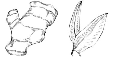 Ginger vector isolated. Herbal engraved style illustration. Detailed organic product sketch. Best for design logo, menu, label, icon, stamp.