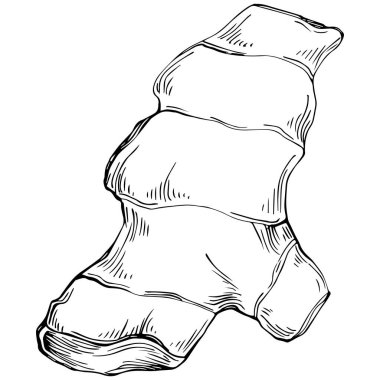 Ginger vector isolated. Herbal engraved style illustration. Detailed organic product sketch. Best for design logo, menu, label, icon, stamp.