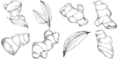 Ginger vector isolated. Herbal engraved style illustration. Detailed organic product sketch. Best for design logo, menu, label, icon, stamp.