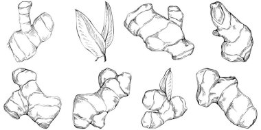 Ginger vector isolated. Herbal engraved style illustration. Detailed organic product sketch. Best for design logo, menu, label, icon, stamp.
