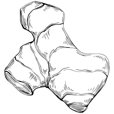 Ginger vector isolated. Herbal engraved style illustration. Detailed organic product sketch. Best for design logo, menu, label, icon, stamp.