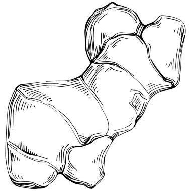 Ginger vector isolated. Herbal engraved style illustration. Detailed organic product sketch. Best for design logo, menu, label, icon, stamp.