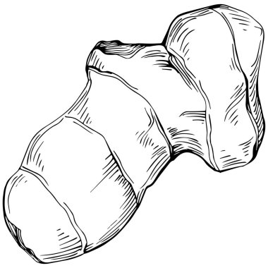 Ginger vector isolated. Herbal engraved style illustration. Detailed organic product sketch. Best for design logo, menu, label, icon, stamp.