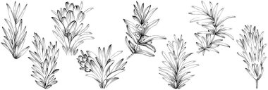 Rosemary vector isolated plant with leaves. Herbal engraved style illustration. Detailed organic product sketch.The best for design logo, menu, label, icon, stamp.