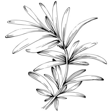 Rosemary vector isolated plant with leaves. Herbal engraved style illustration. Detailed organic product sketch.The best for design logo, menu, label, icon, stamp.