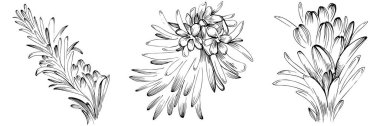 Rosemary vector isolated plant with leaves. Herbal engraved style illustration. Detailed organic product sketch.The best for design logo, menu, label, icon, stamp.