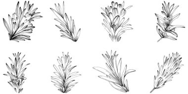 Rosemary vector isolated plant with leaves. Herbal engraved style illustration. Detailed organic product sketch.The best for design logo, menu, label, icon, stamp.