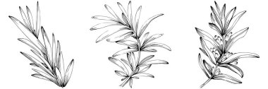 Rosemary vector isolated plant with leaves. Herbal engraved style illustration. Detailed organic product sketch.The best for design logo, menu, label, icon, stamp.