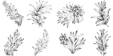 Rosemary vector isolated plant with leaves. Herbal engraved style illustration. Detailed organic product sketch.The best for design logo, menu, label, icon, stamp.