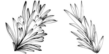 Rosemary vector isolated plant with leaves. Herbal engraved style illustration. Detailed organic product sketch.The best for design logo, menu, label, icon, stamp.