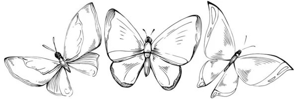 나비가 그림을 그리는 — 스톡 벡터
