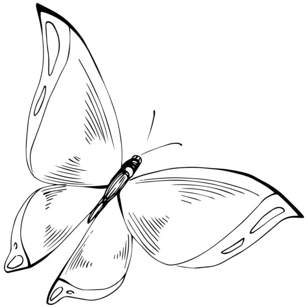 Schmetterling Skizze Insekten Zeichnung Illustration — Stockvektor