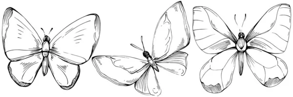 Метелик Начерк Комах Малюнок Ілюстрації — стоковий вектор