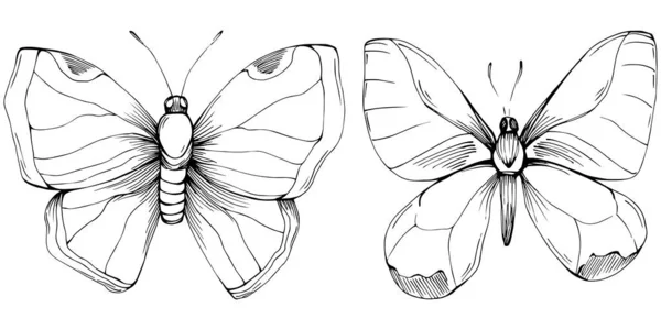 Obrázek Kresby Hmyzu Motýla — Stockový vektor