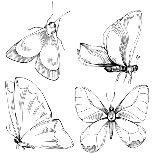 Fjäril Skiss Insekter Teckning Illustration — Stock vektor