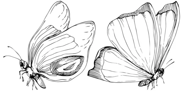 Croquis Papillon Insectes Dessin Illustration — Image vectorielle