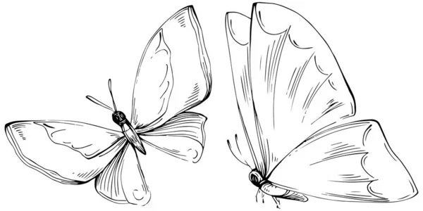 Butterfly Sketch Insects Drawing Illustration — Stock vektor