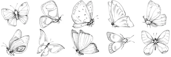 Рисунок Насекомых Бабочек — стоковый вектор