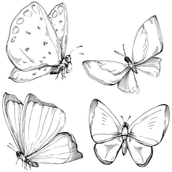 Mariposa Bosquejo Insectos Dibujo Ilustración — Vector de stock