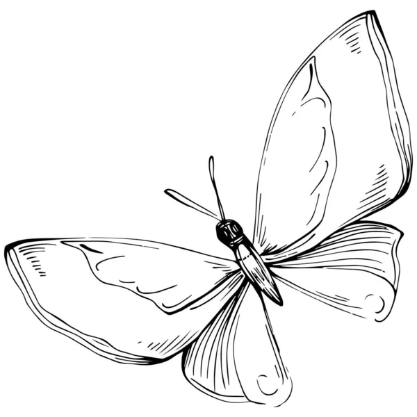 Butterfly Sketch Insetti Disegno Illustrazione — Vettoriale Stock