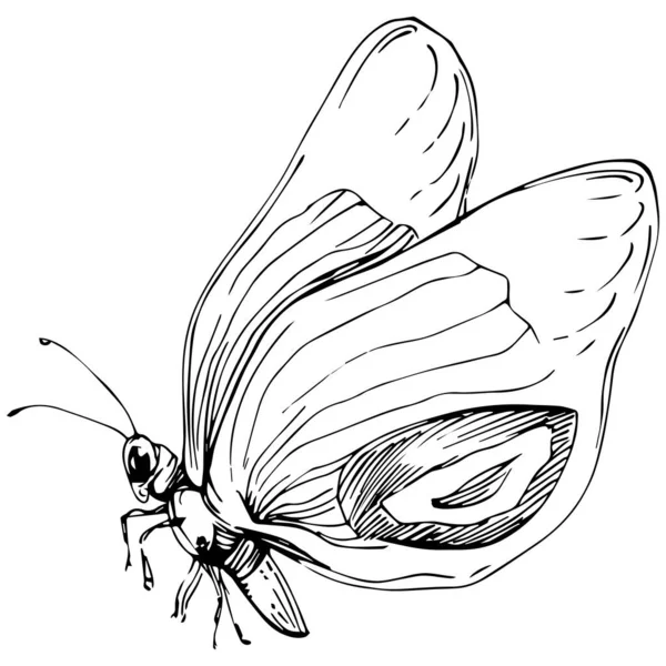 Motyl Szkic Owady Rysunek Ilustracja — Wektor stockowy