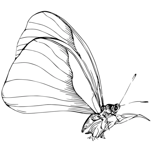 Mariposa Bosquejo Insectos Dibujo Ilustración — Vector de stock