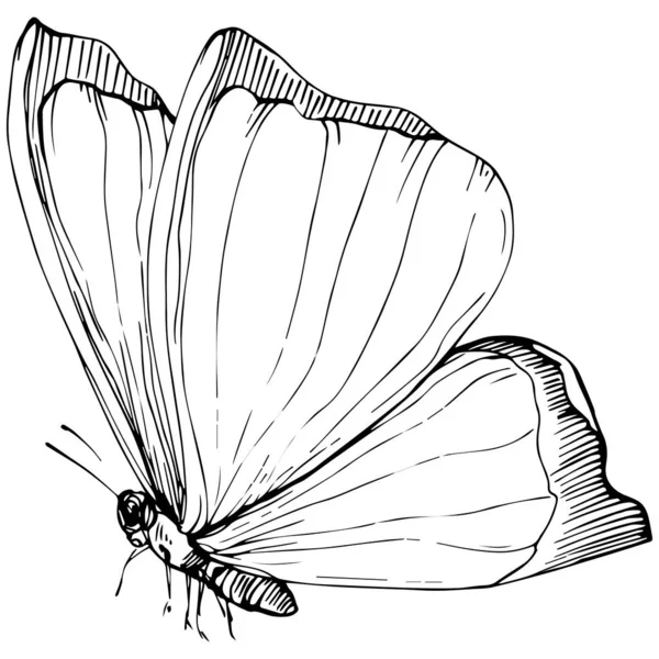 Fjäril Skiss Insekter Teckning Illustration — Stock vektor
